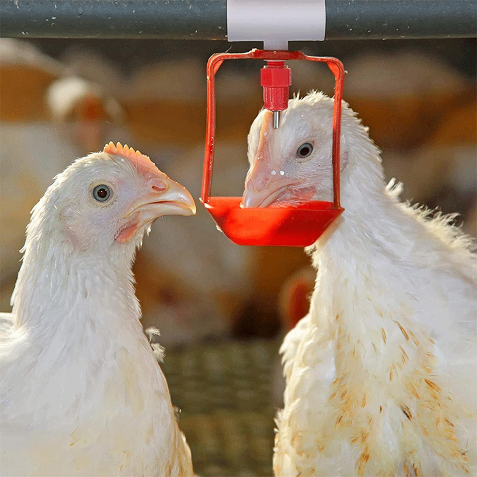 Chicken Drinker PVC Tee Fittin - Chicken Nipple Drinker recensie en prijs