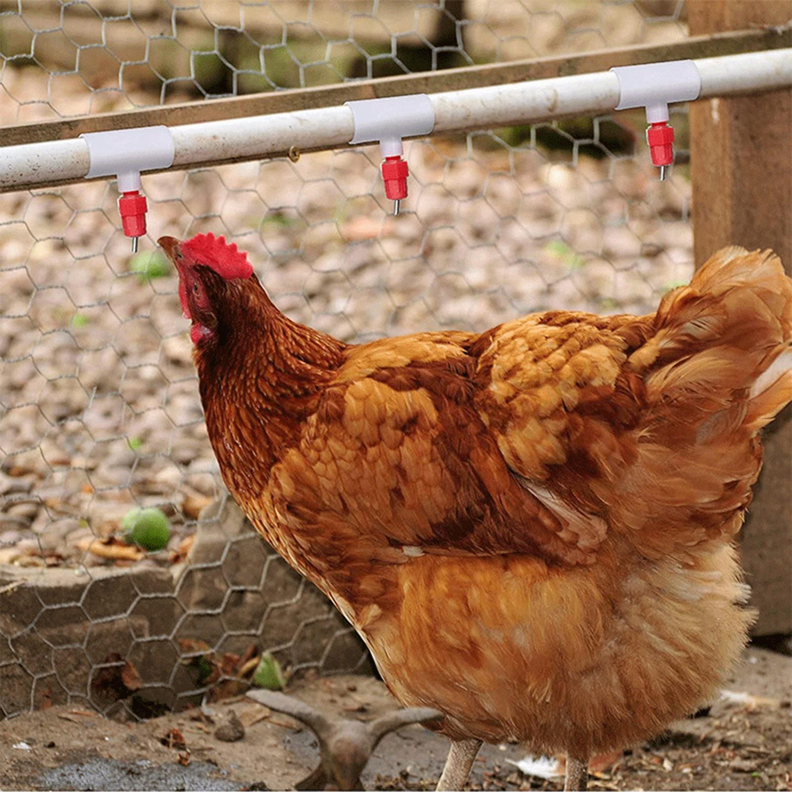 Chicken Drinker PVC Tee Fittin - Chicken Nipple Drinker recensie en prijs
