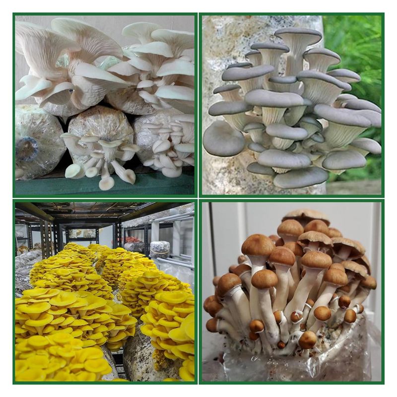 AEE2-Mushroom Grow Bags,Polypr - Mushroom Spawn Bag recensie en prijs